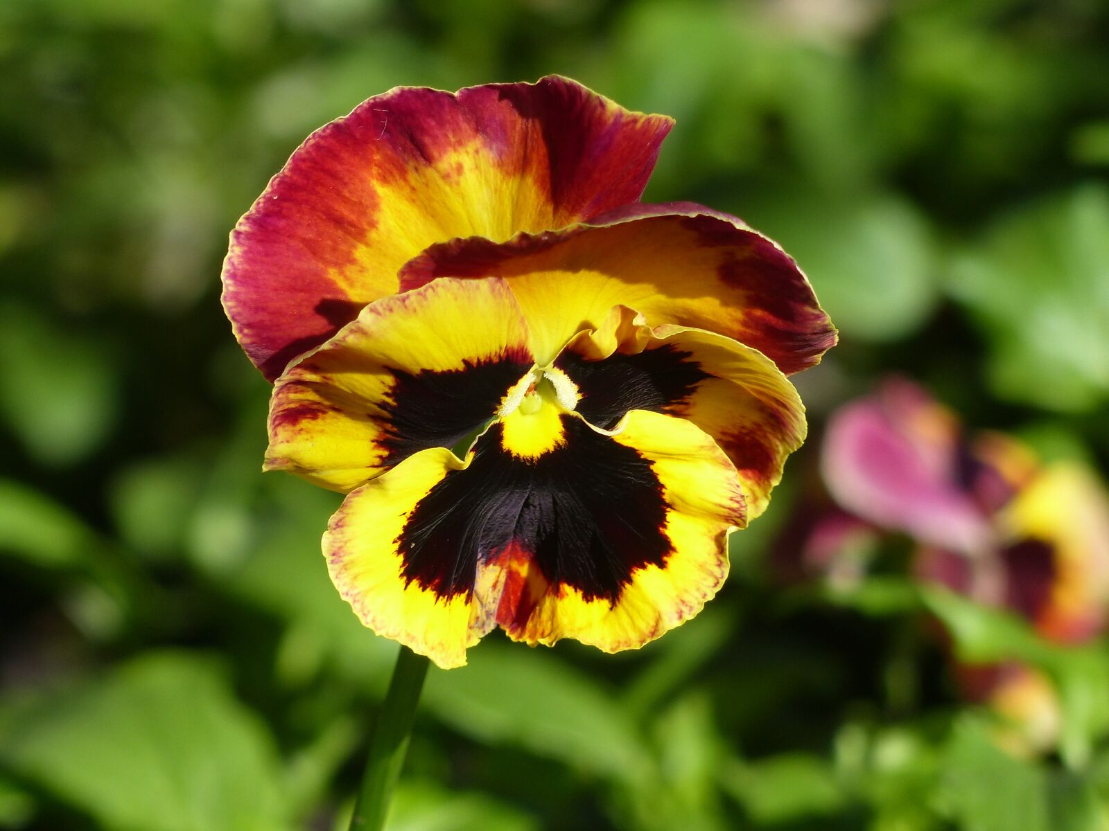 Panasonic Lumix DMC-FZ200 sample photo. Pansy, bi color, spring photography