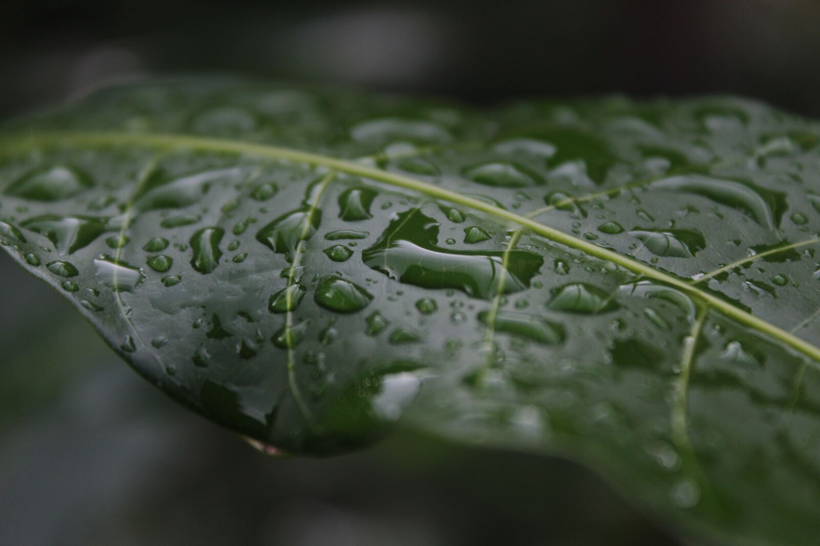 Canon EOS 1300D (EOS Rebel T6 / EOS Kiss X80) sample photo. Leaf, water, green photography