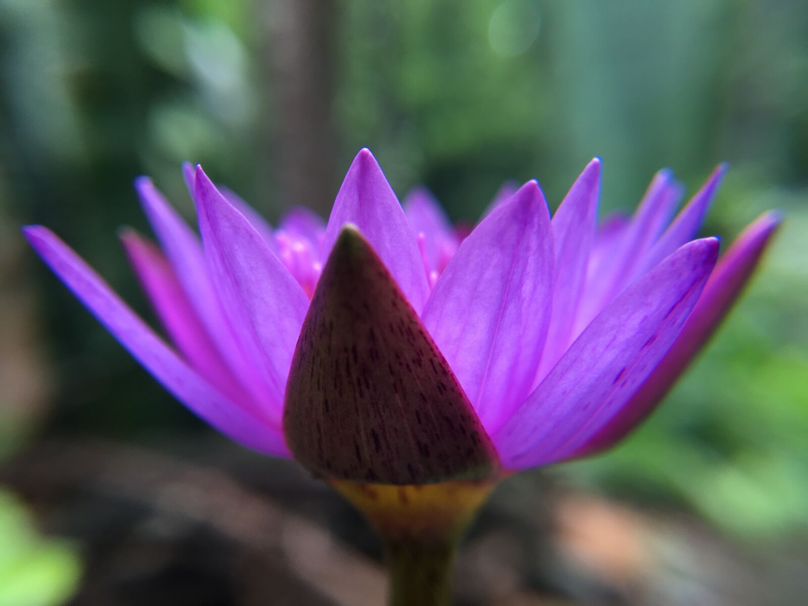 iPhone 6s Plus back camera 4.15mm f/2.2 sample photo. Blue lotus, lotus, flower photography