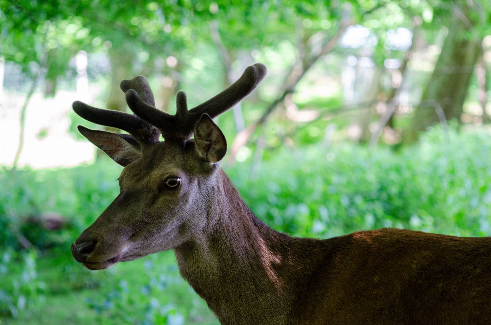 Nikon D5100 sample photo. Hirsch, portrait, wildlife park photography