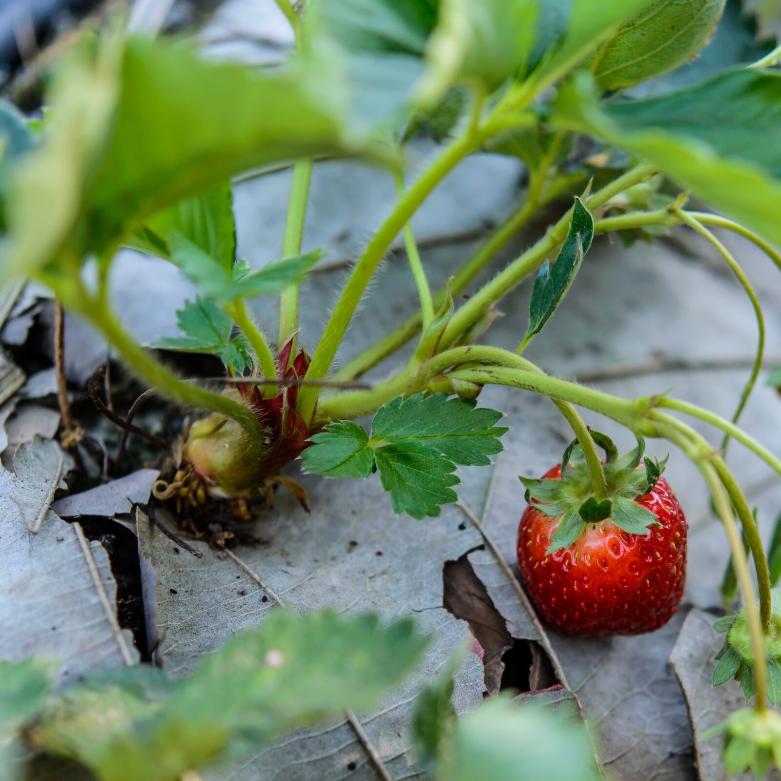 Nikon D610 sample photo. Strawberries, fresh, strawberry photography