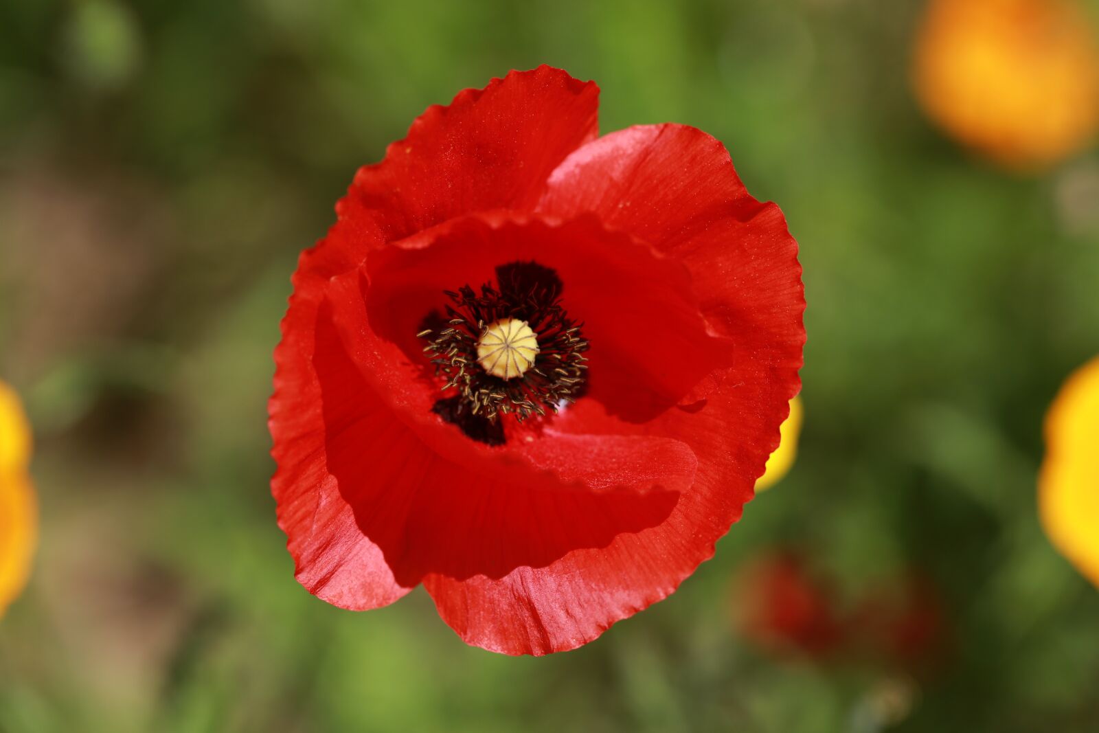 Canon EF 100mm F2.8L Macro IS USM sample photo. Flower, poppy, nature photography