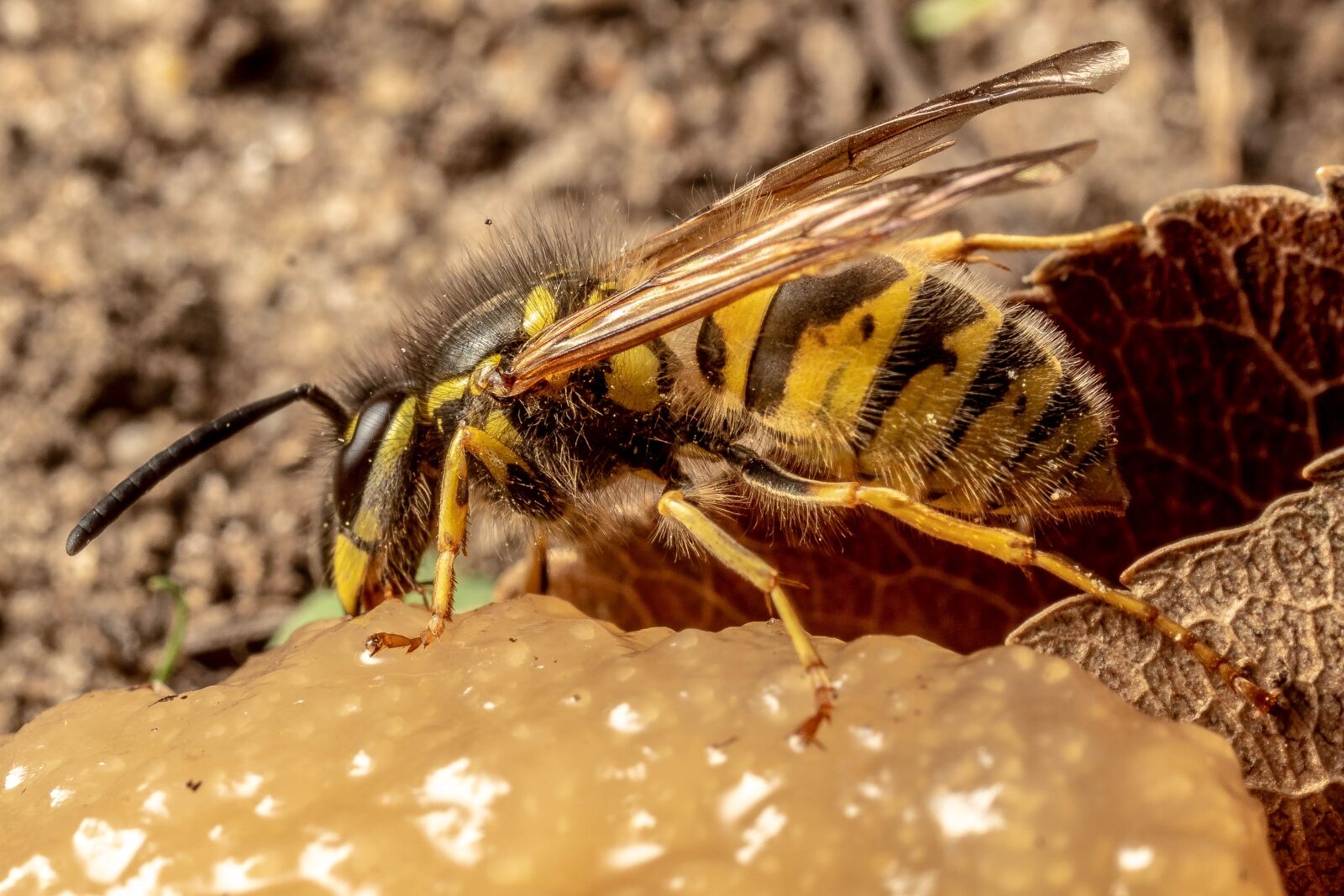 Sony SLT-A68 + MACRO 50mm F2.8 sample photo. Macro, insect, nature photography