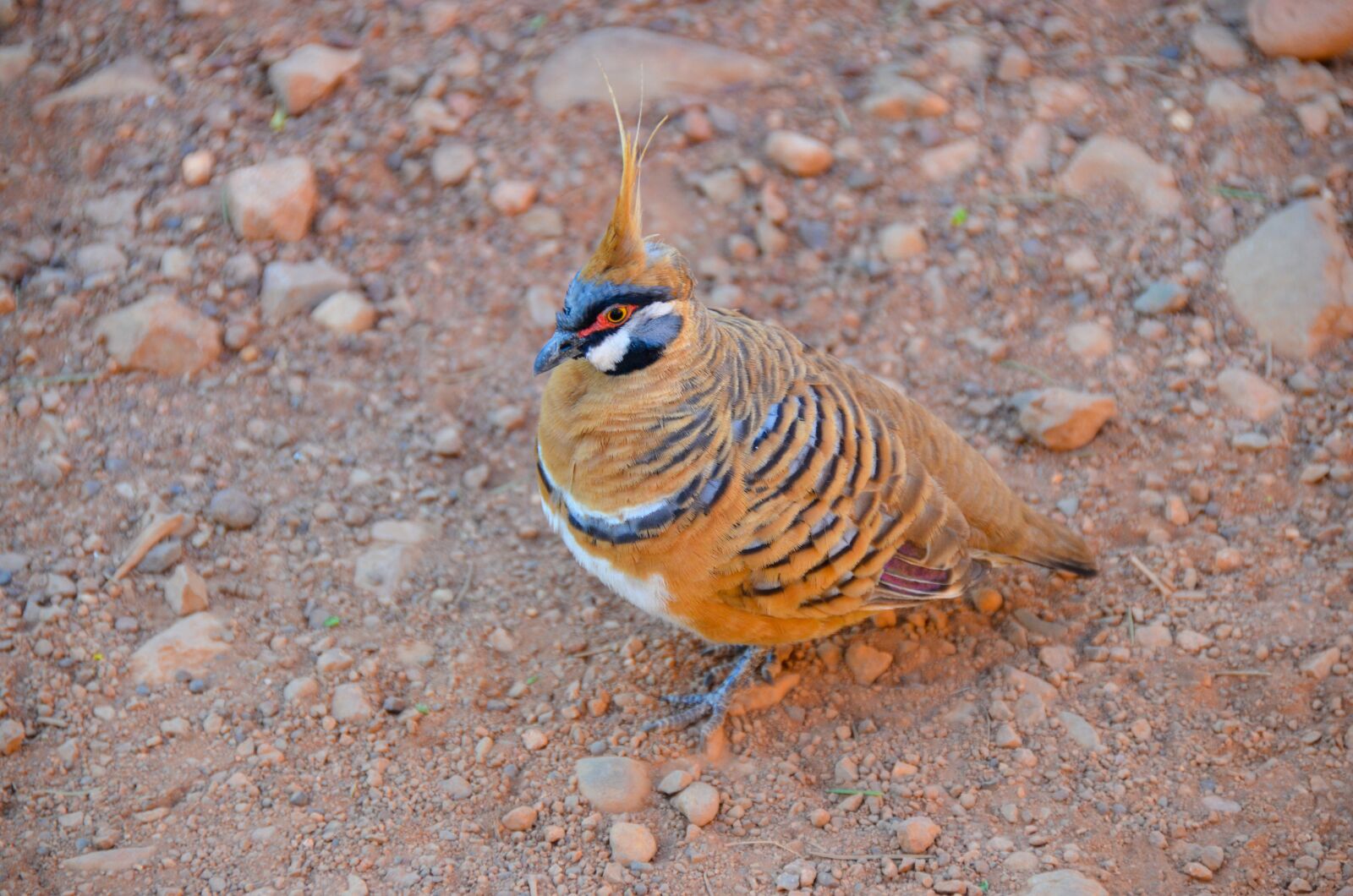 Nikon D5100 sample photo. Spinifex pigeon, geophaps plumifera photography