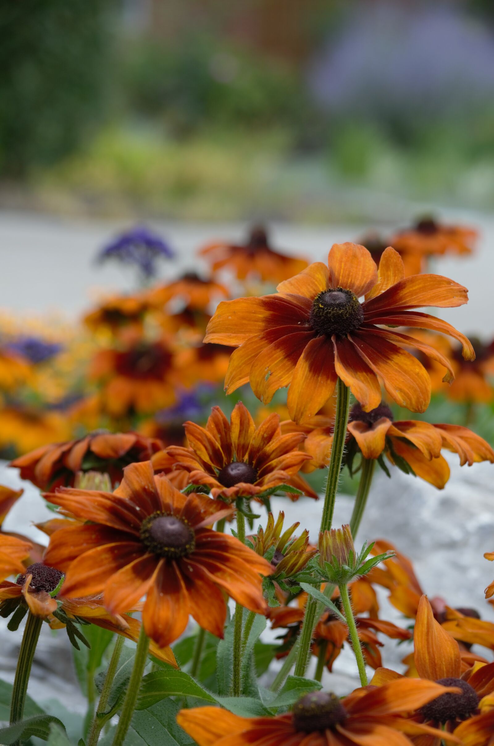 Nikon D5100 sample photo. Flower, orange, brown photography