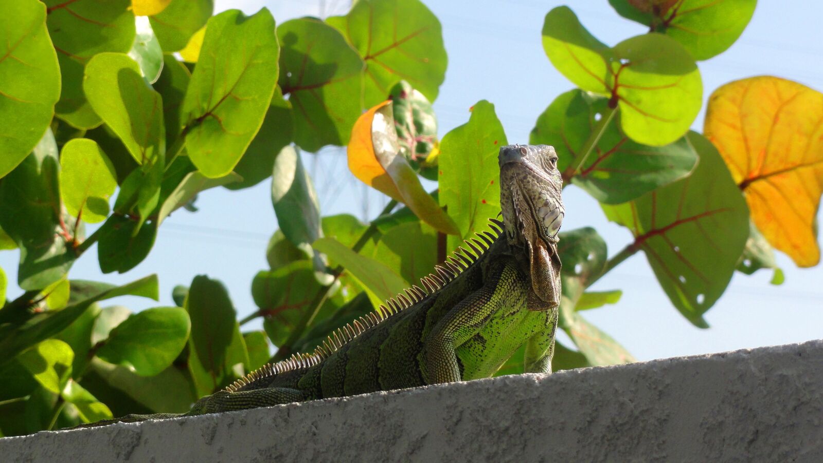 Sony DSC-HX5V sample photo. Lizard, keys, marathon photography