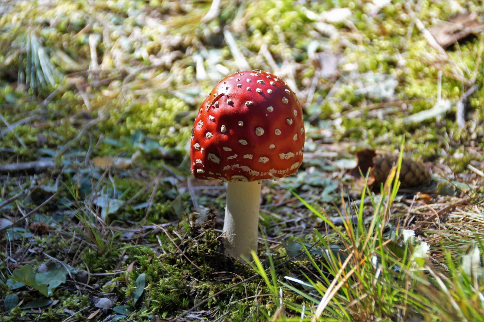 Sony SLT-A58 sample photo. Toadstool, red, autumn photography