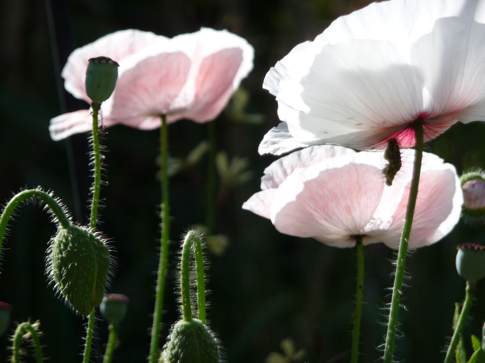 Panasonic Lumix DMC-TZ5 sample photo. Flower, poppy, blossom photography