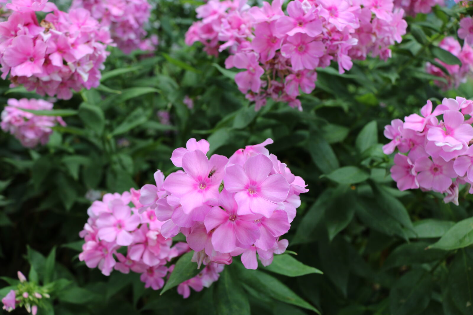 Canon EOS 750D (EOS Rebel T6i / EOS Kiss X8i) sample photo