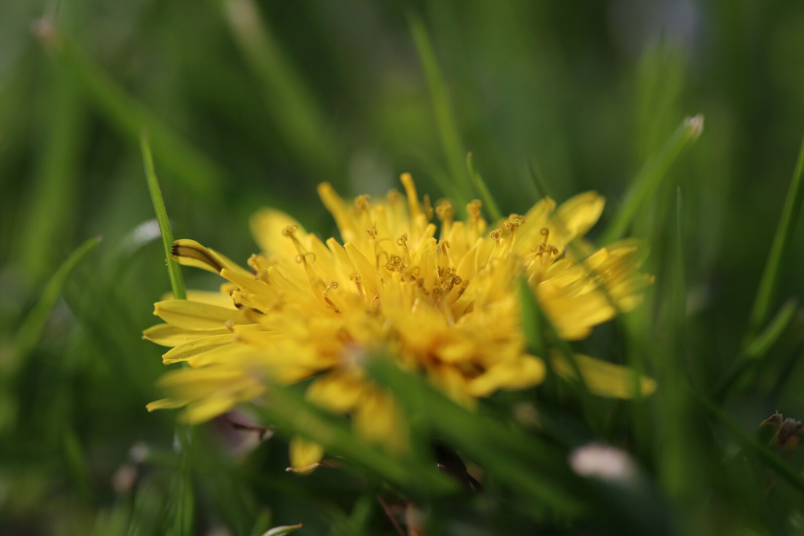 Canon EF 100mm F2.8L Macro IS USM sample photo. Flower, blöte, yellow photography