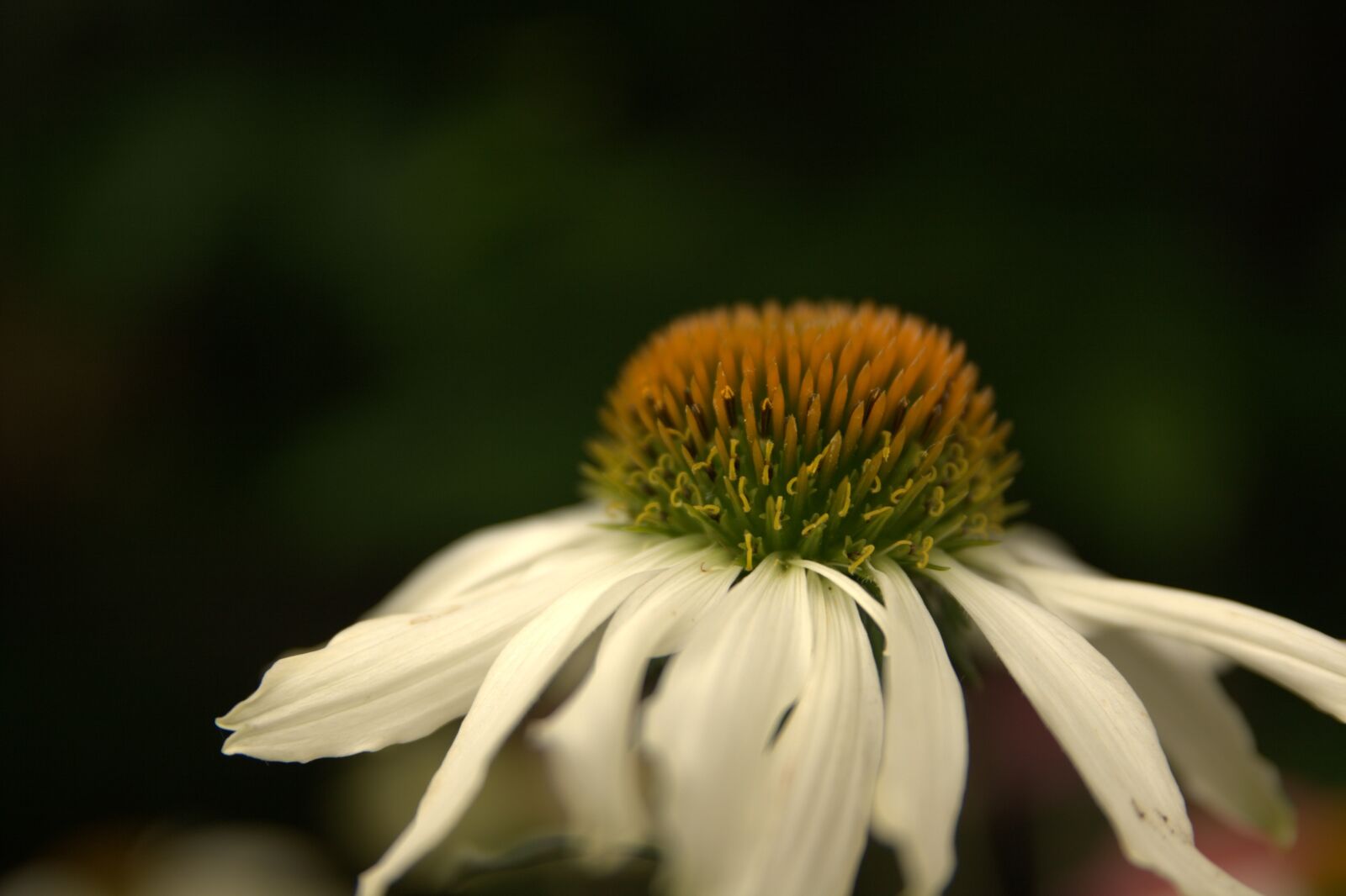 Canon EOS 400D (EOS Digital Rebel XTi / EOS Kiss Digital X) sample photo. White sun hat, flower photography