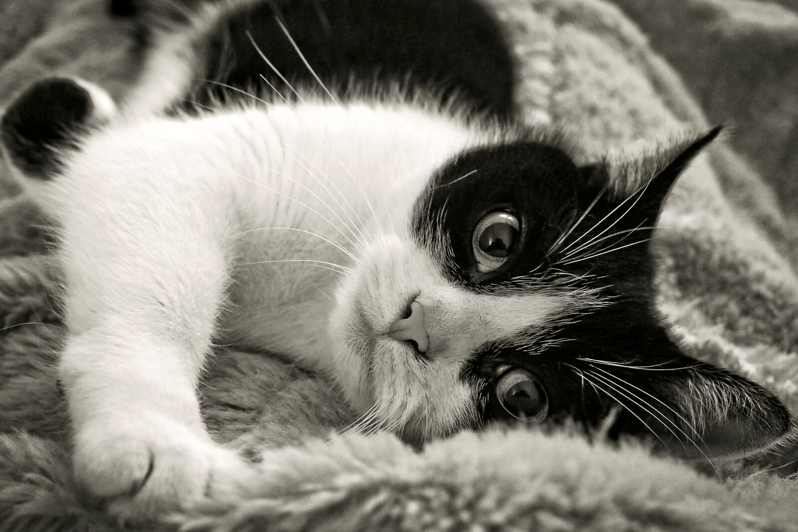 Olympus OM-D E-M10 sample photo. Cat, animal, pet photography