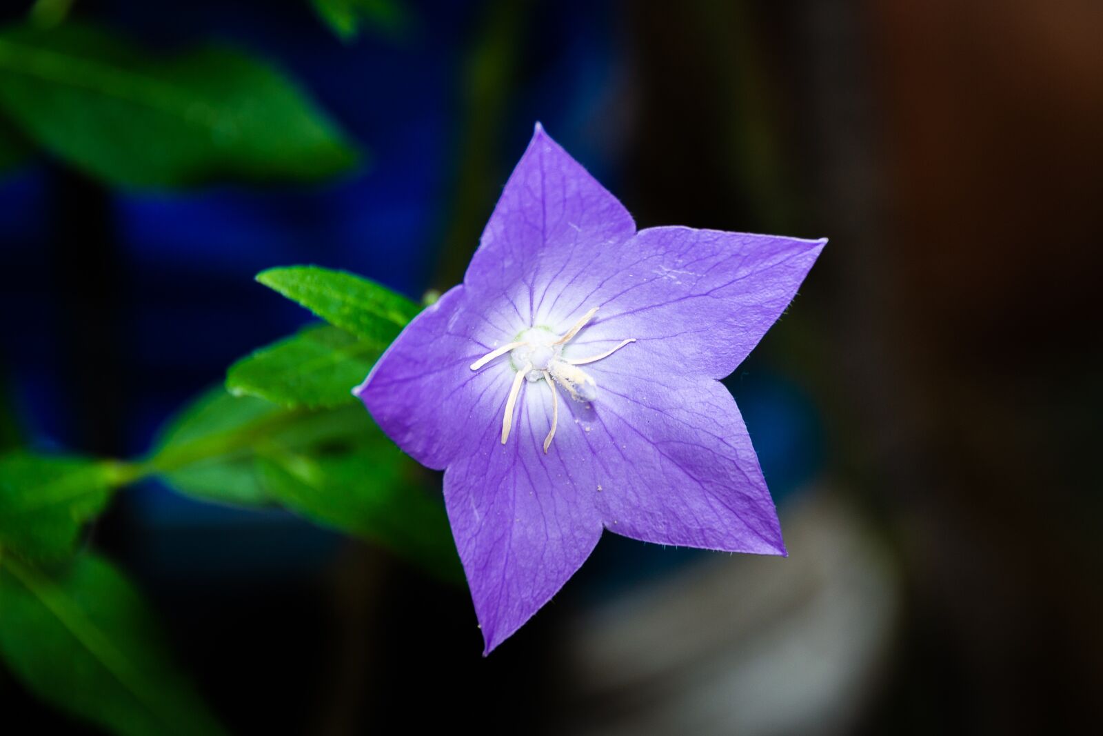 Nikon D3100 sample photo. Bellflower flower, purple, spring photography