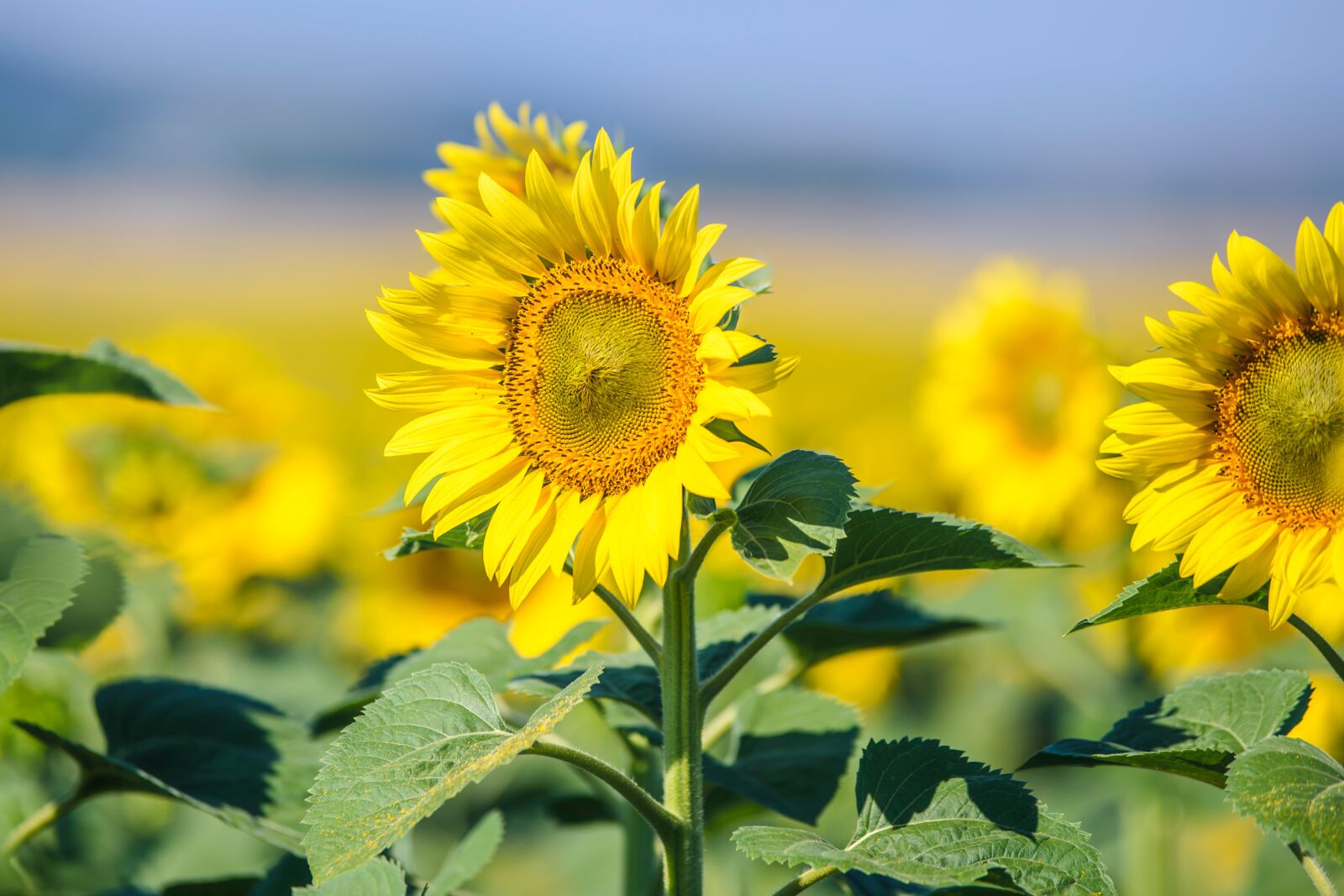 Nikon D750 sample photo. Blooming sunflowers, sunflower, field photography