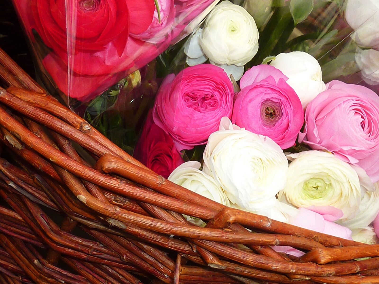 Panasonic DMC-TZ7 sample photo. Ranunculus, spring, flowers photography
