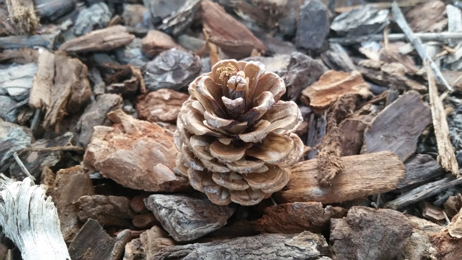 Samsung Galaxy S5 sample photo. Desktop, background, pine cone photography