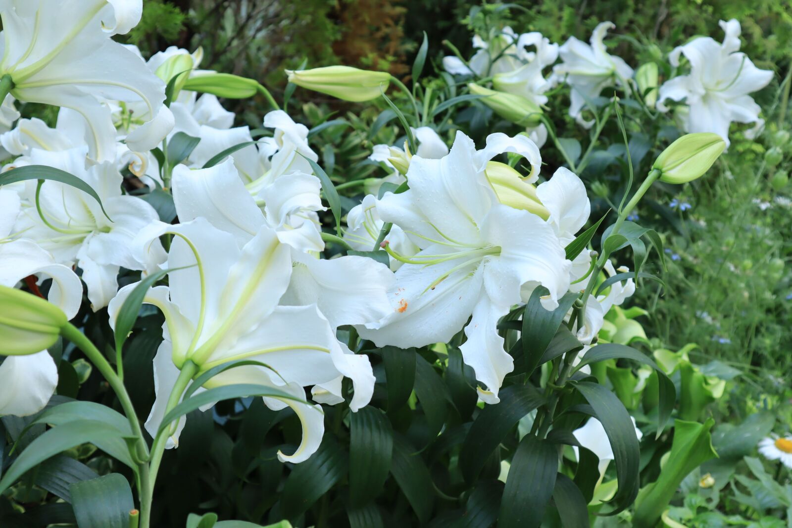 Canon EOS M50 (EOS Kiss M) + Canon EF-M 15-45mm F3.5-6.3 IS STM sample photo. Natural, flowers, lily photography