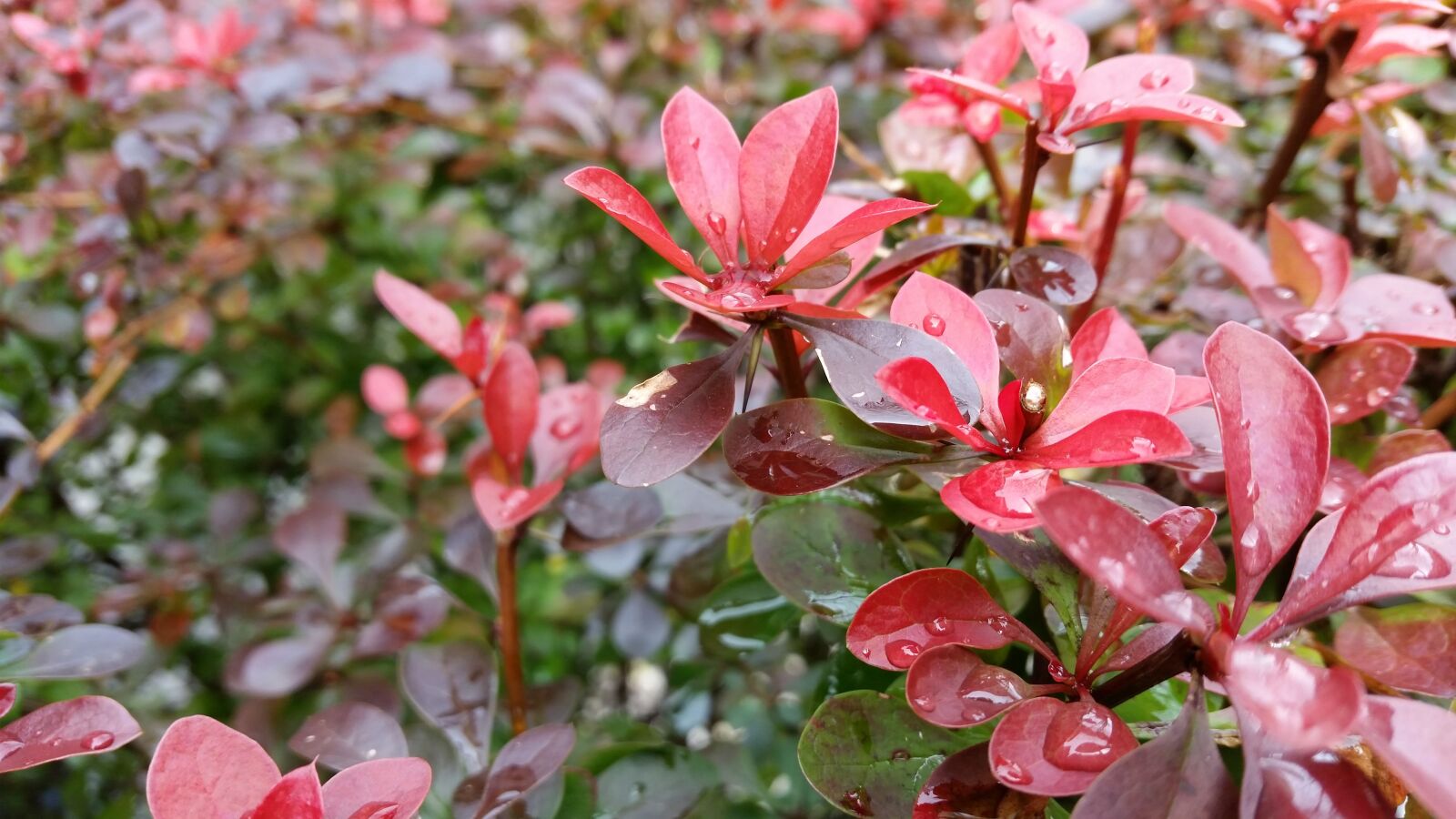 Samsung Galaxy S5 sample photo. Foliage, red, background photography