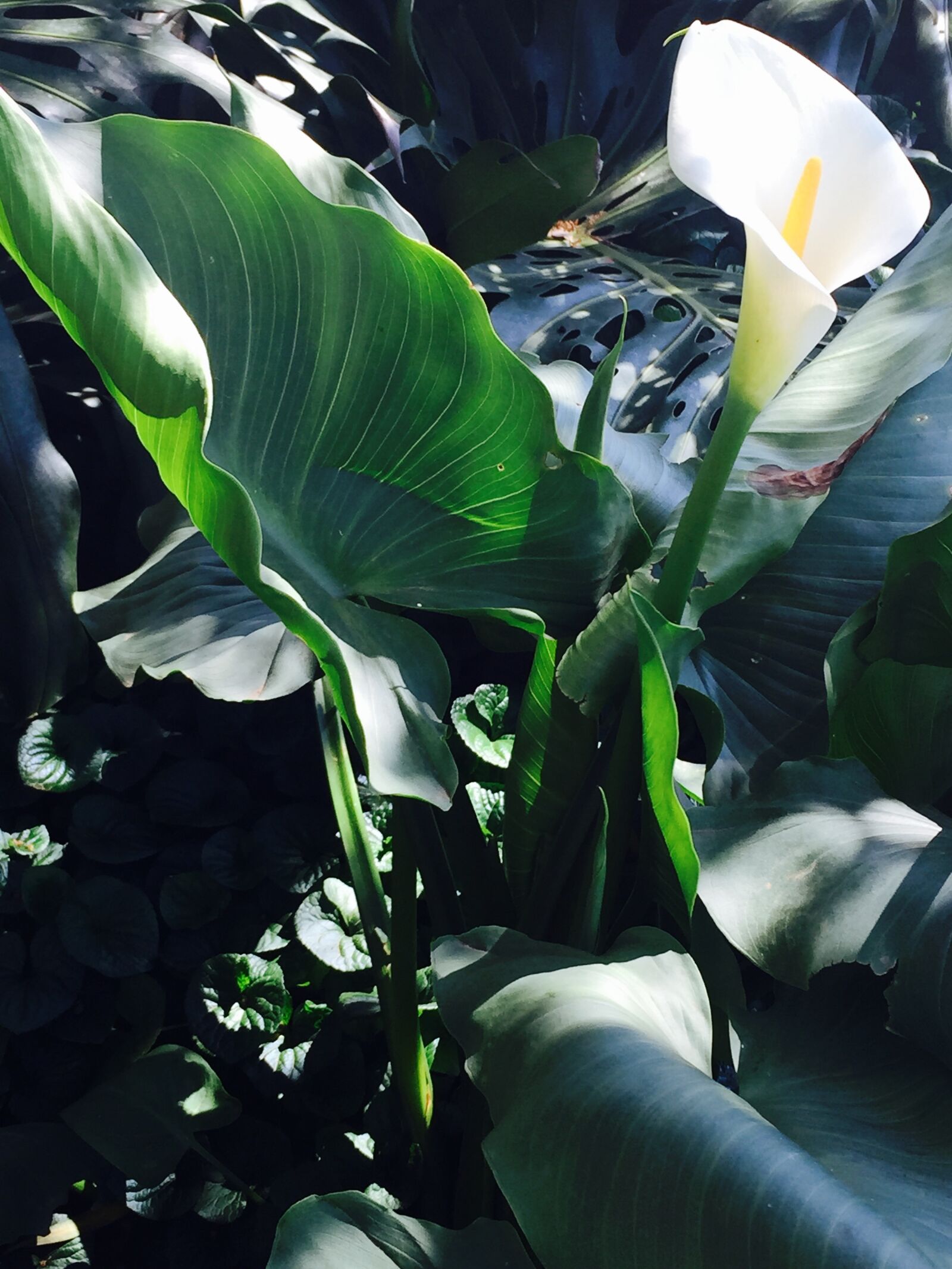 Apple iPhone 6 sample photo. Flower, lily, beauty photography