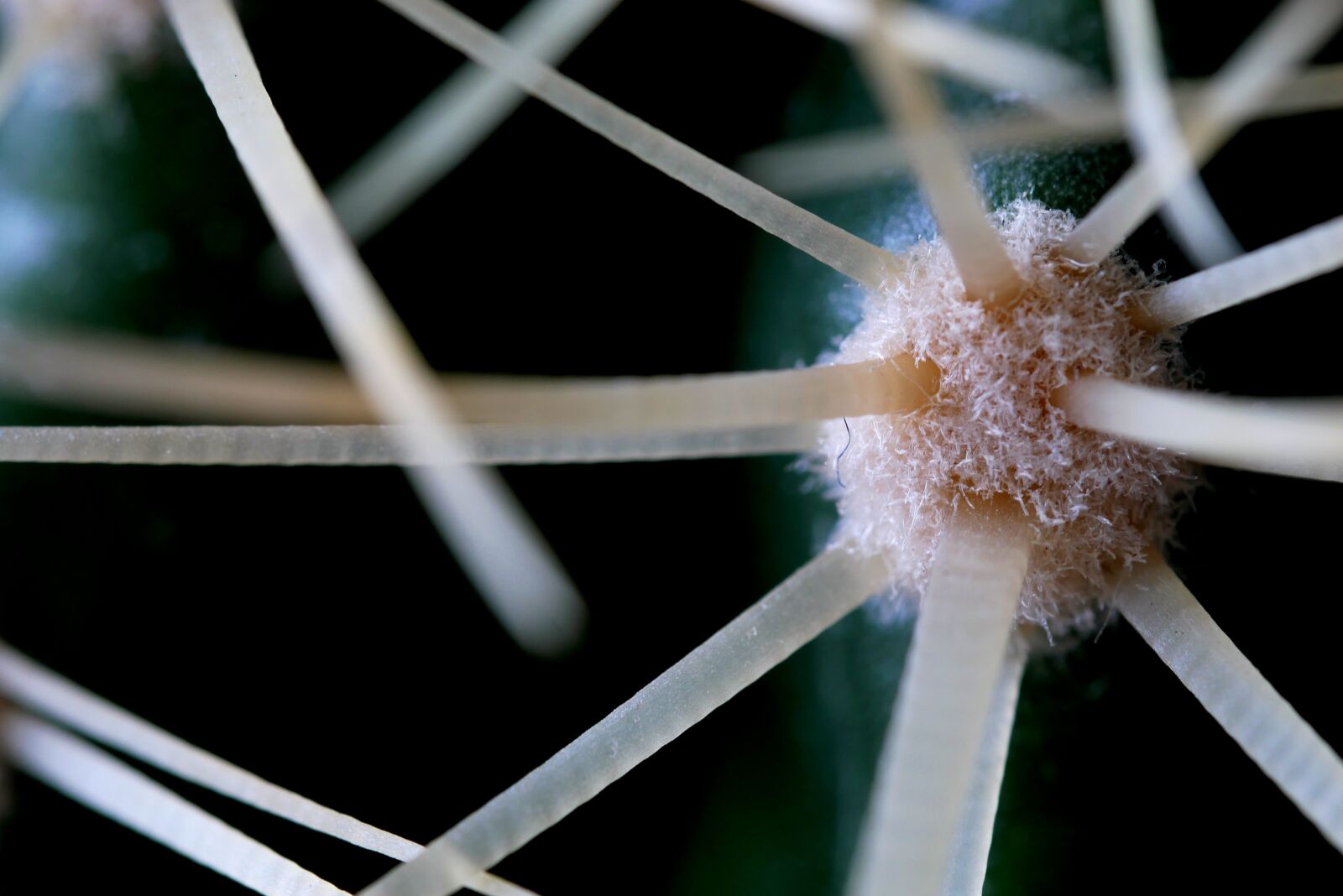 Panasonic Lumix DMC-G85 (Lumix DMC-G80) sample photo. Cactus, sharp, needles photography