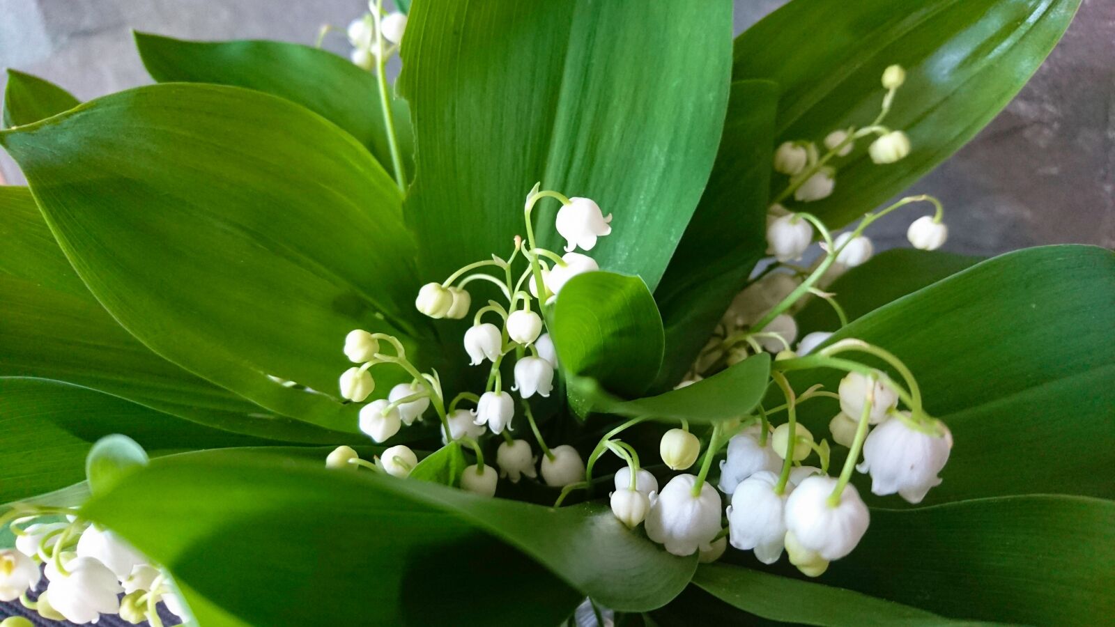 Sony Xperia Z5 sample photo. Nature, leaf, plant photography