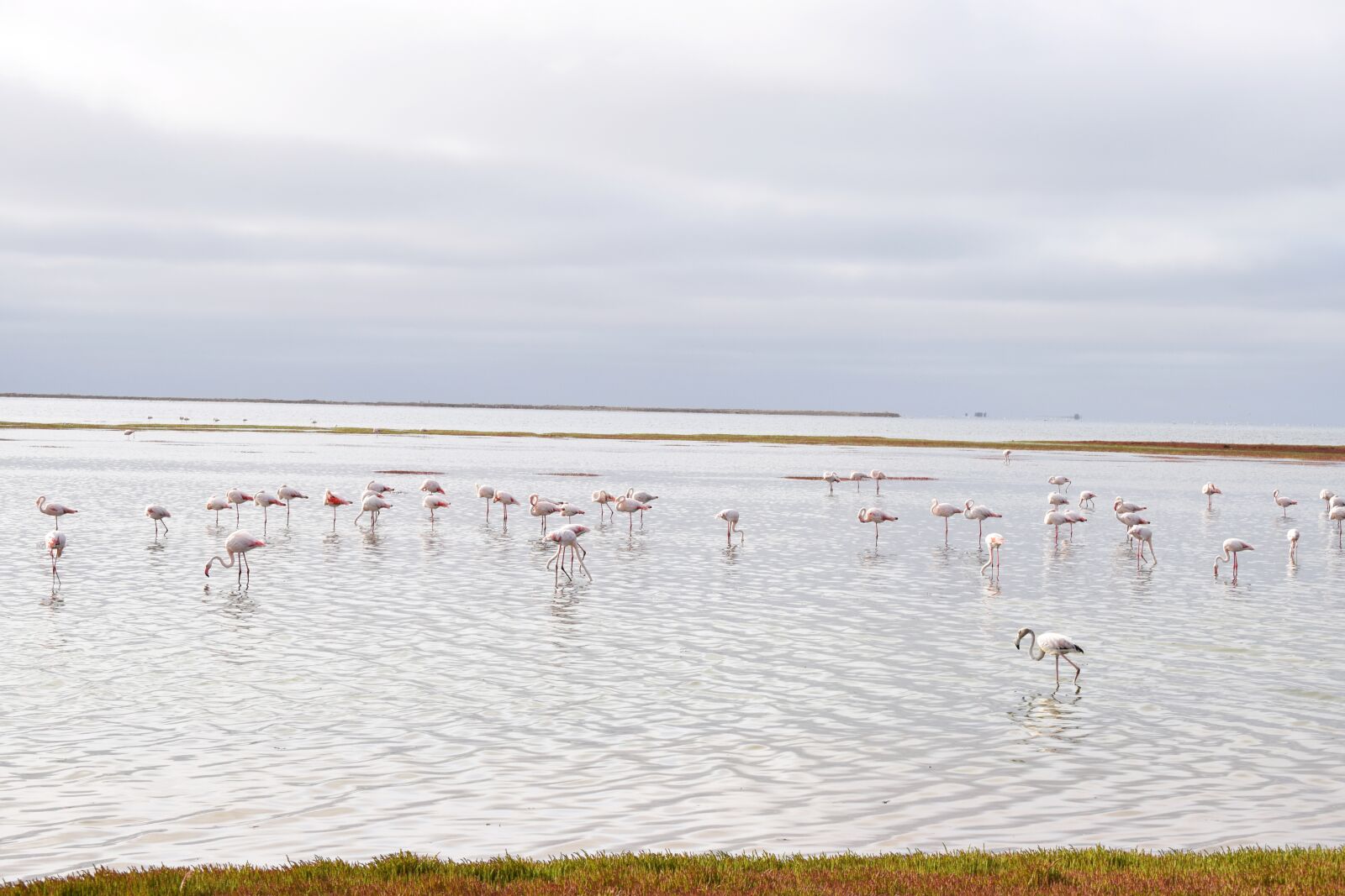Nikon D5300 sample photo. Flamingos, walvisbay, namibia photography