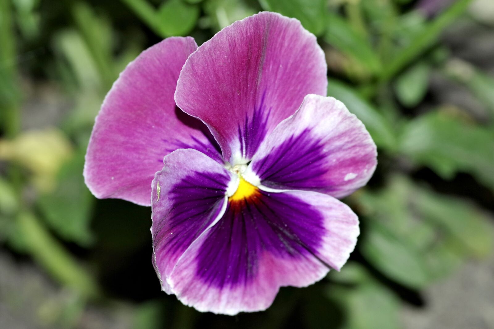 Pentax K-S2 sample photo. Pansy, pansies, flower photography