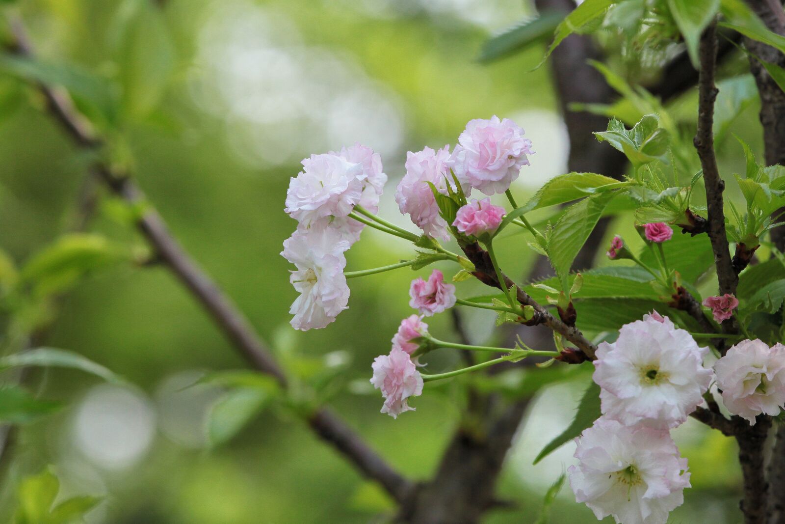 Canon EOS 500D (EOS Rebel T1i / EOS Kiss X3) sample photo. Plant, cherry blossoms, chrysanthemum photography