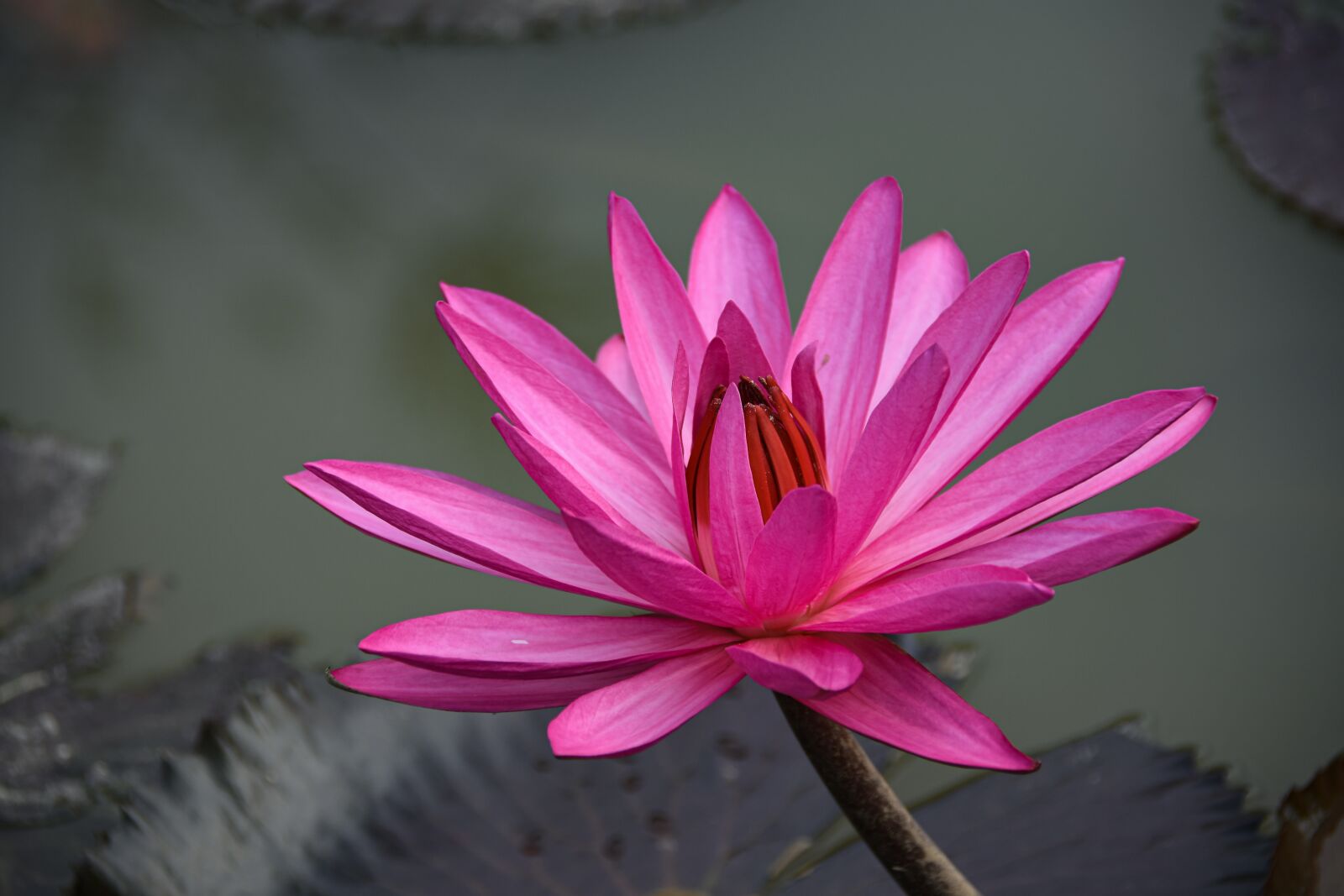 Nikon D7200 sample photo. Lily, flower, petals photography