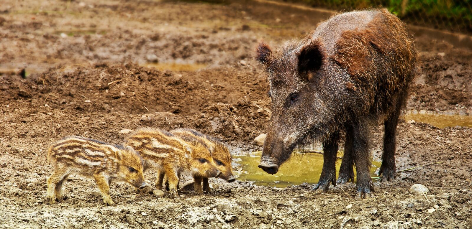 Nikon D80 sample photo. Wild boar, wild, warchlak photography