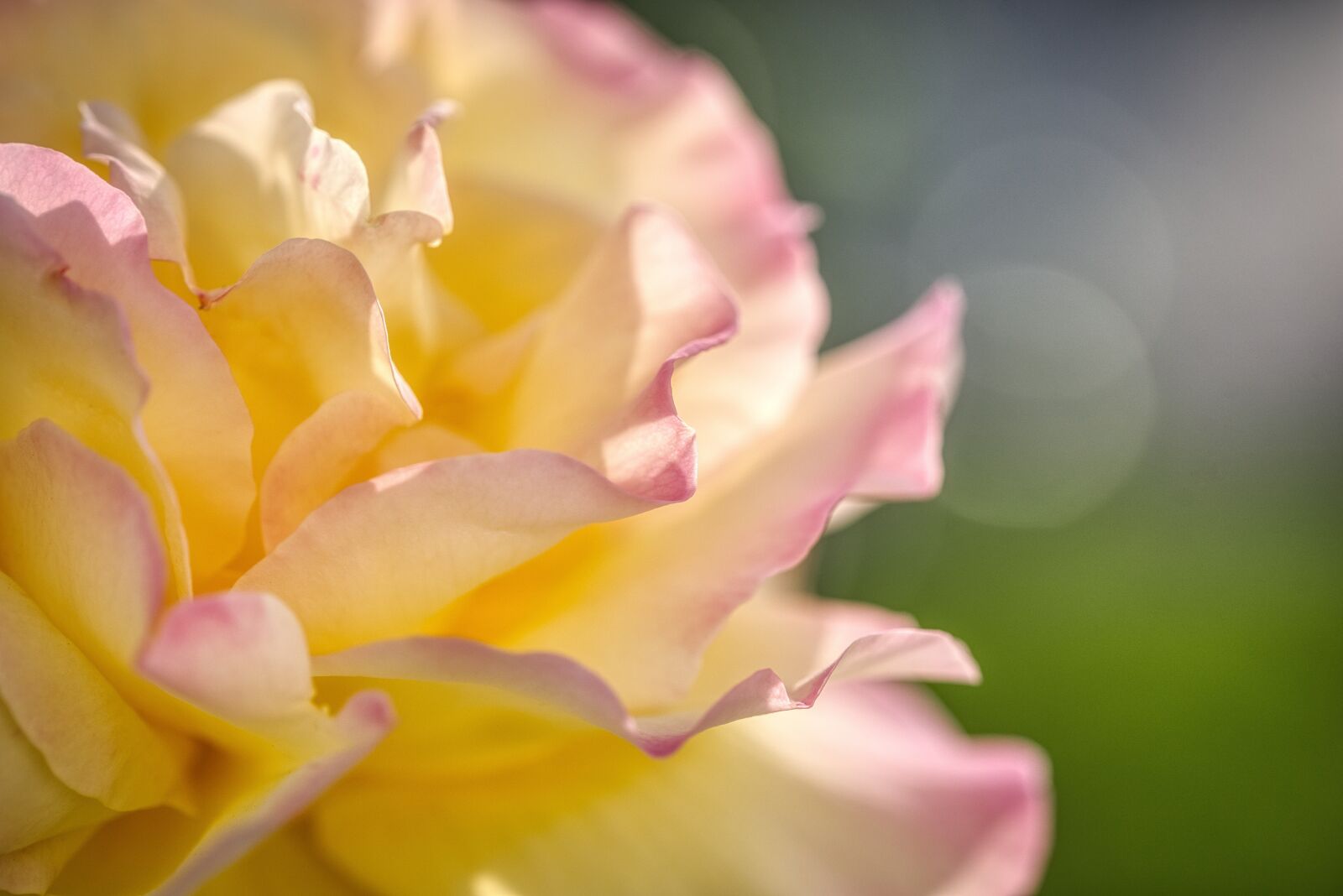 Nikon D750 sample photo. Rose, yellow, pink photography