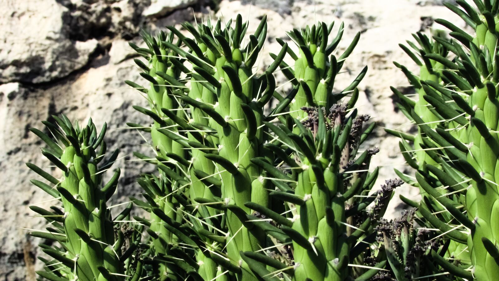 Canon PowerShot SX400 IS sample photo. Cactus, thorns, plant photography