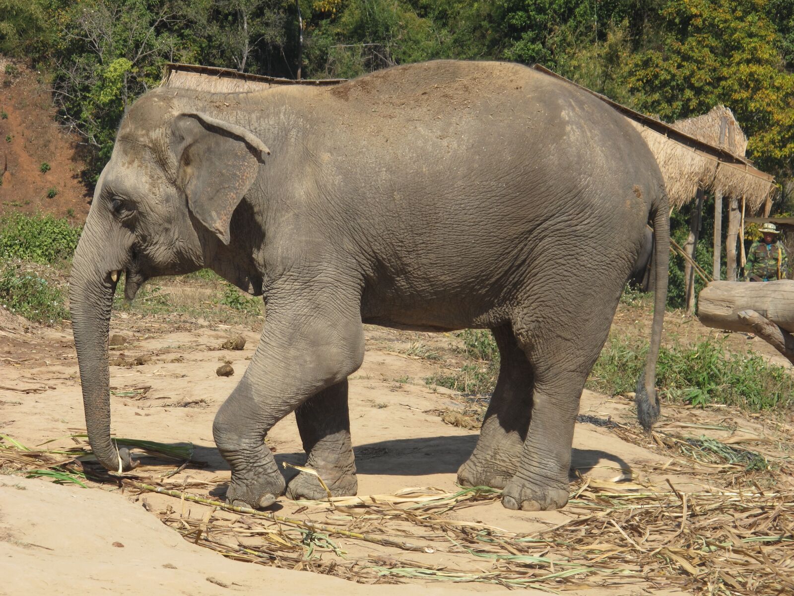 Canon PowerShot G12 sample photo. Elephant, nature, asia photography