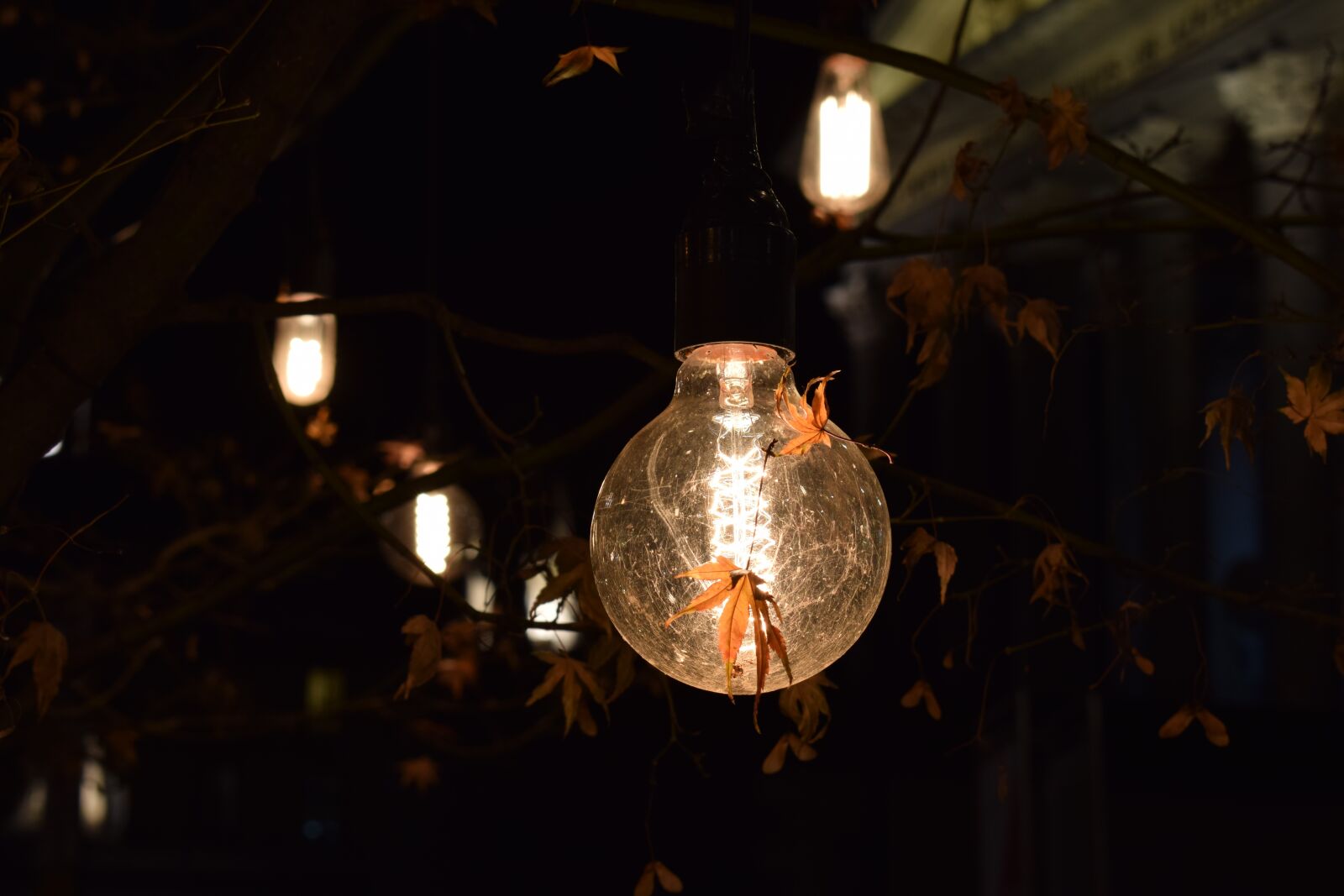 Nikon D3300 sample photo. Light bulb, autumn, leaves photography