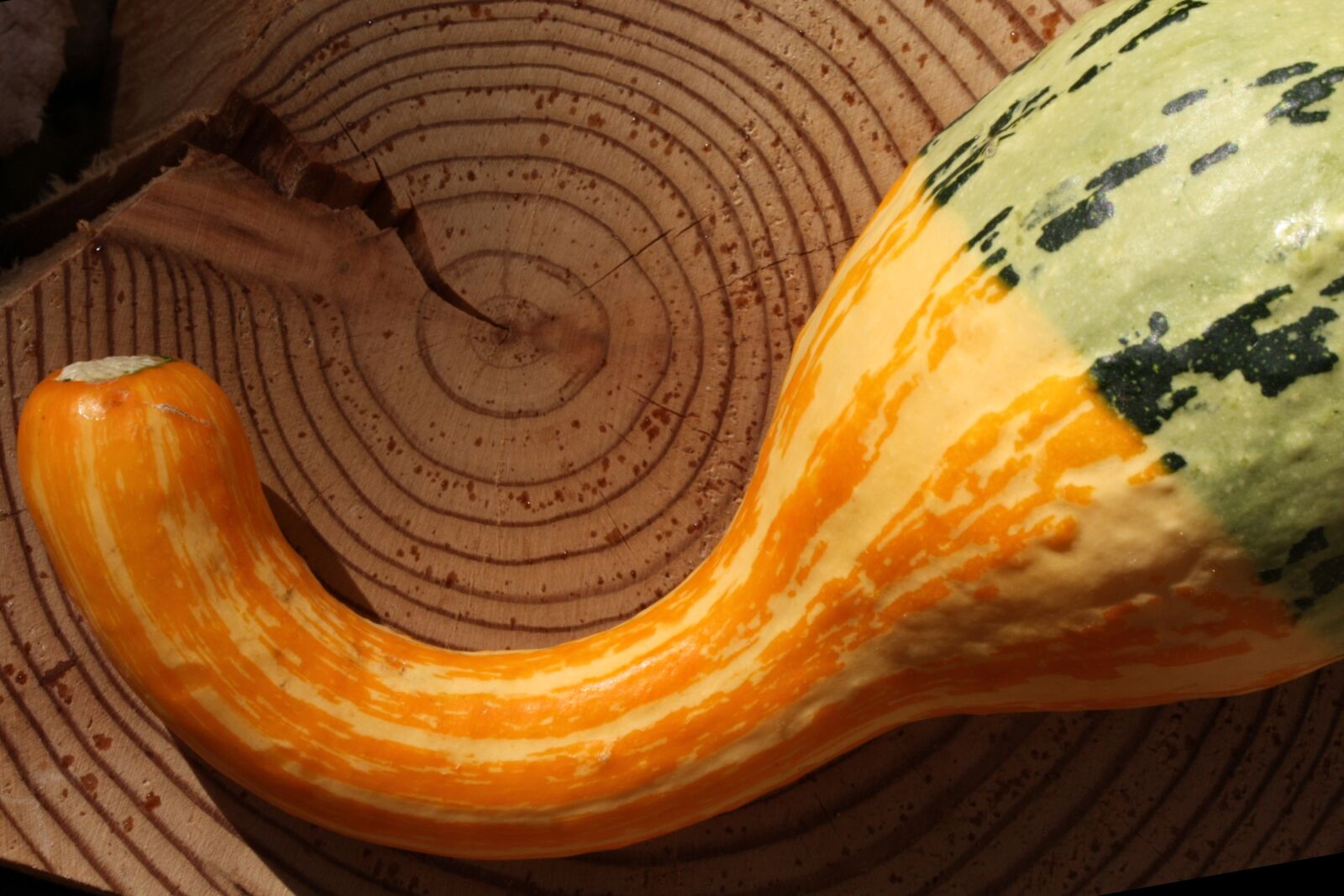 Canon EOS 450D (EOS Rebel XSi / EOS Kiss X2) sample photo. Pumpkin, wood, tree grates photography