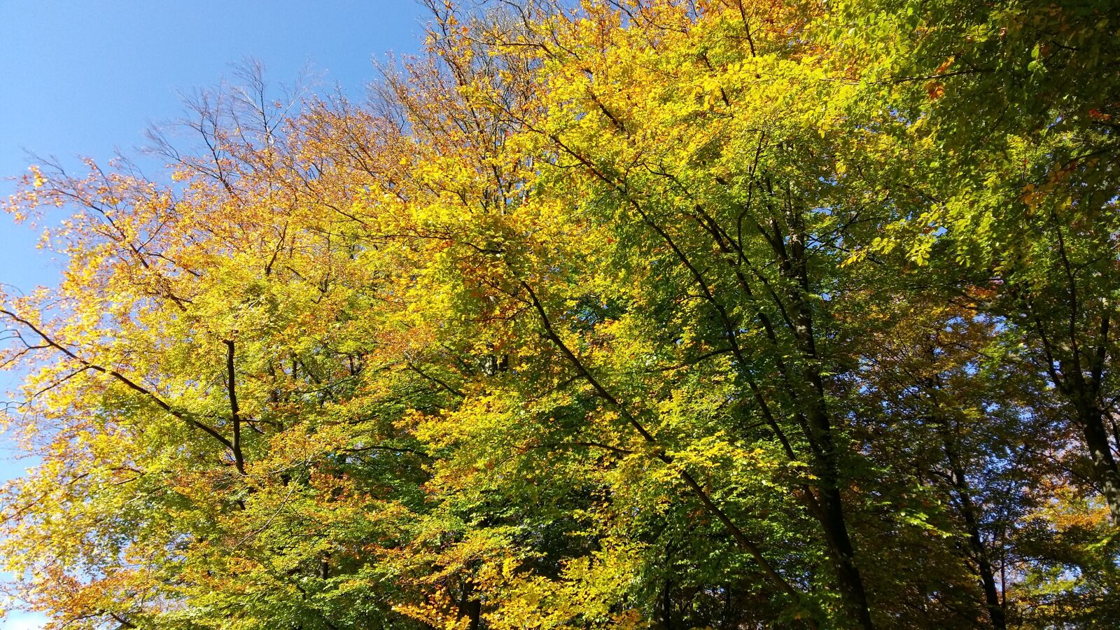 Samsung Galaxy A5 sample photo. Tree, fall, nature photography