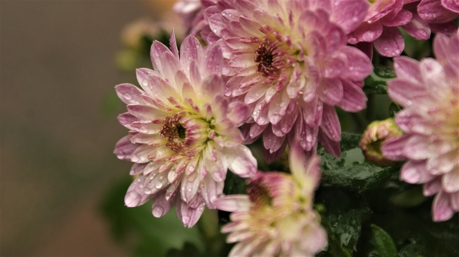 Sony Alpha DSLR-A350 sample photo. Rain, chrysanthemums, pink photography