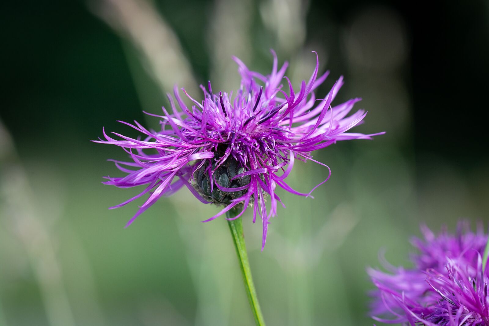 Nikon D7100 sample photo. Knapweed, purple, flower photography