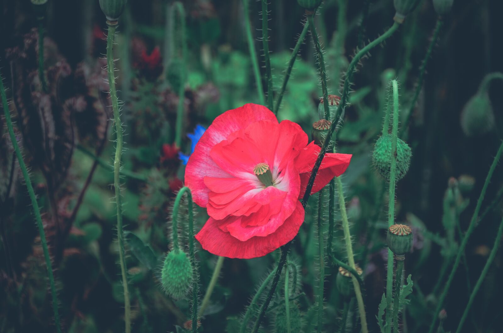 Nikon D5100 sample photo. Poppy, klatschmohn, flower meadow photography