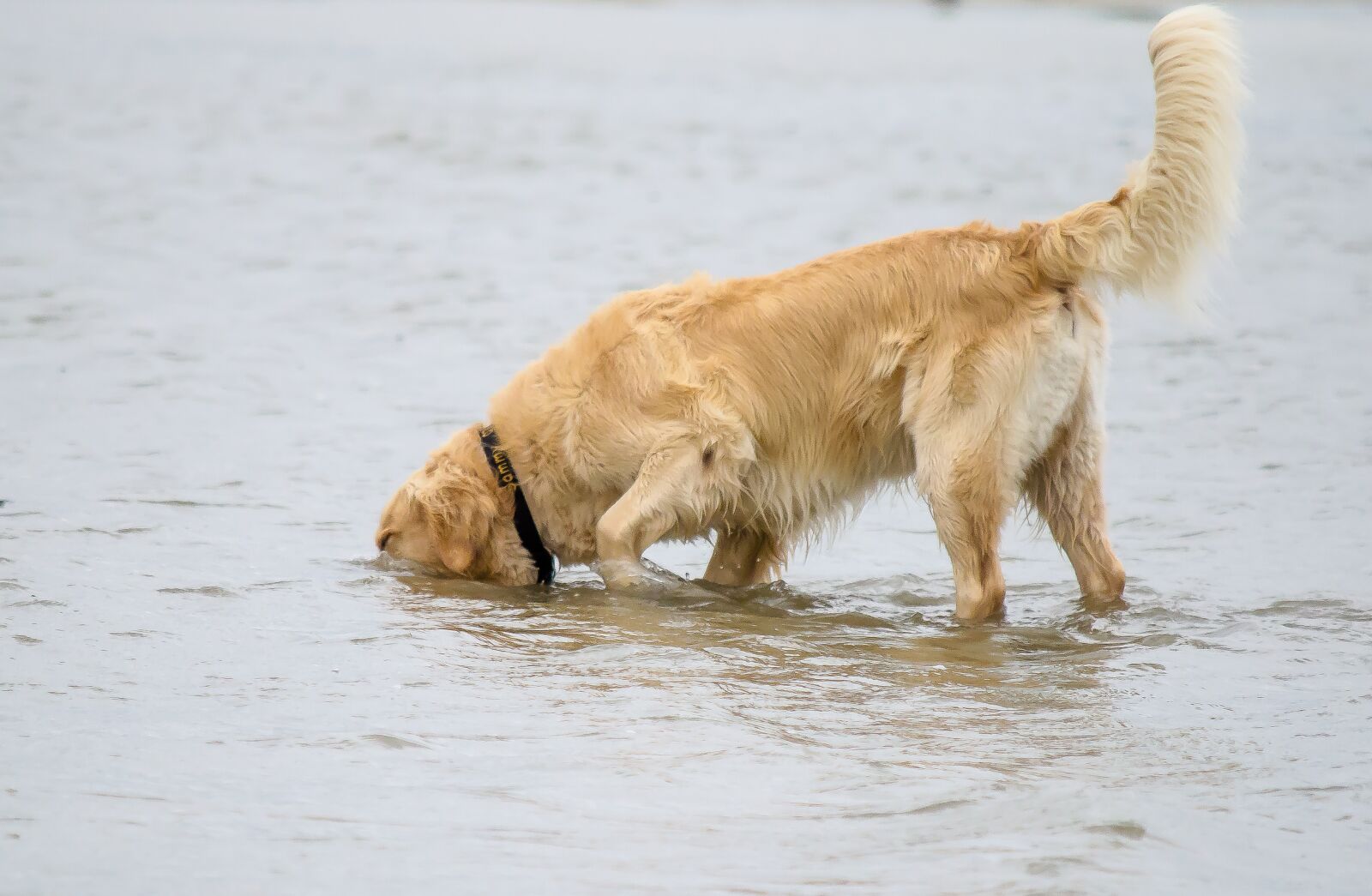 Nikon D5100 sample photo. Dog, golden retriever, beach photography
