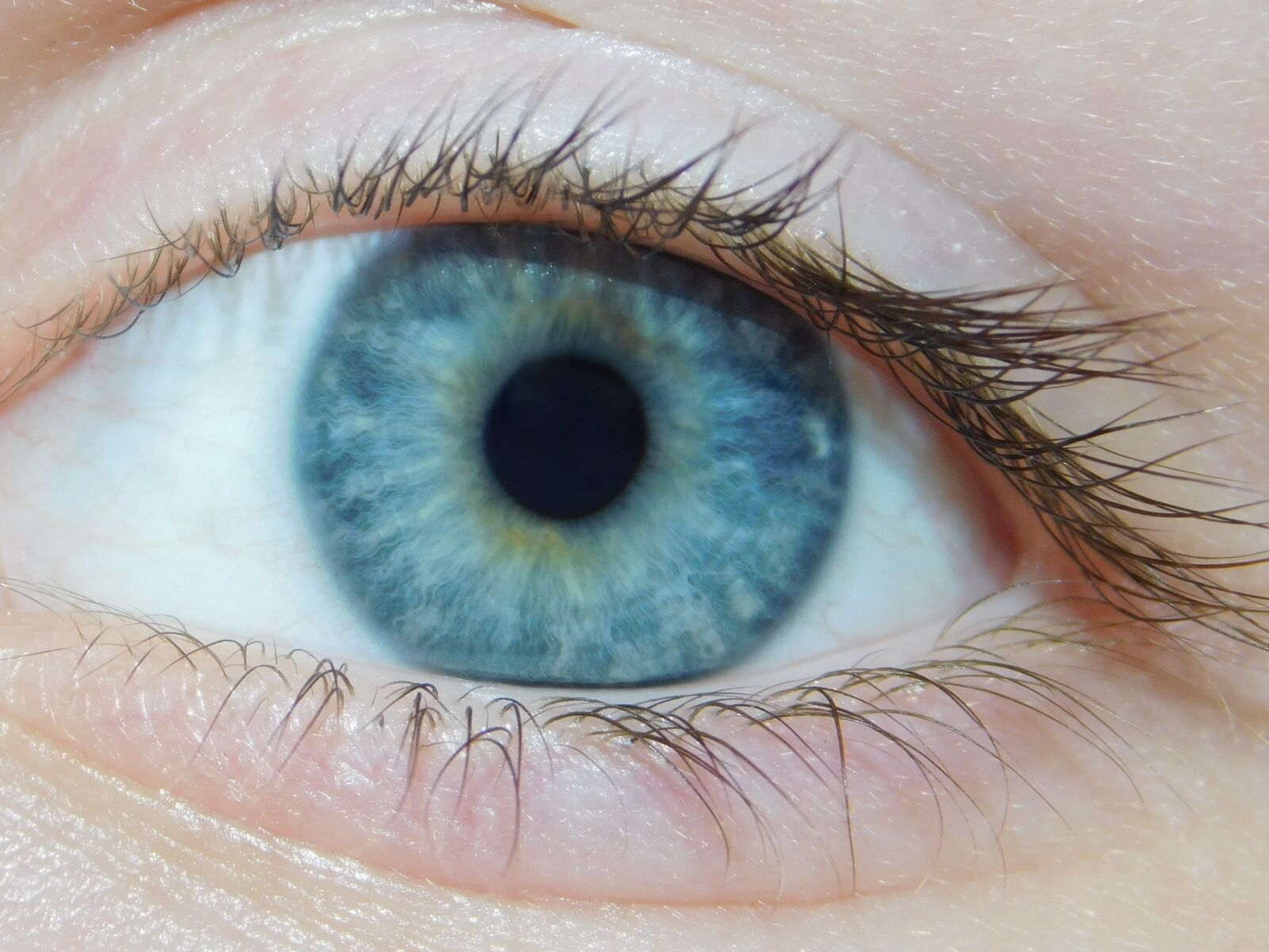 Nikon Coolpix L840 sample photo. Blue, eye, blue eyes photography