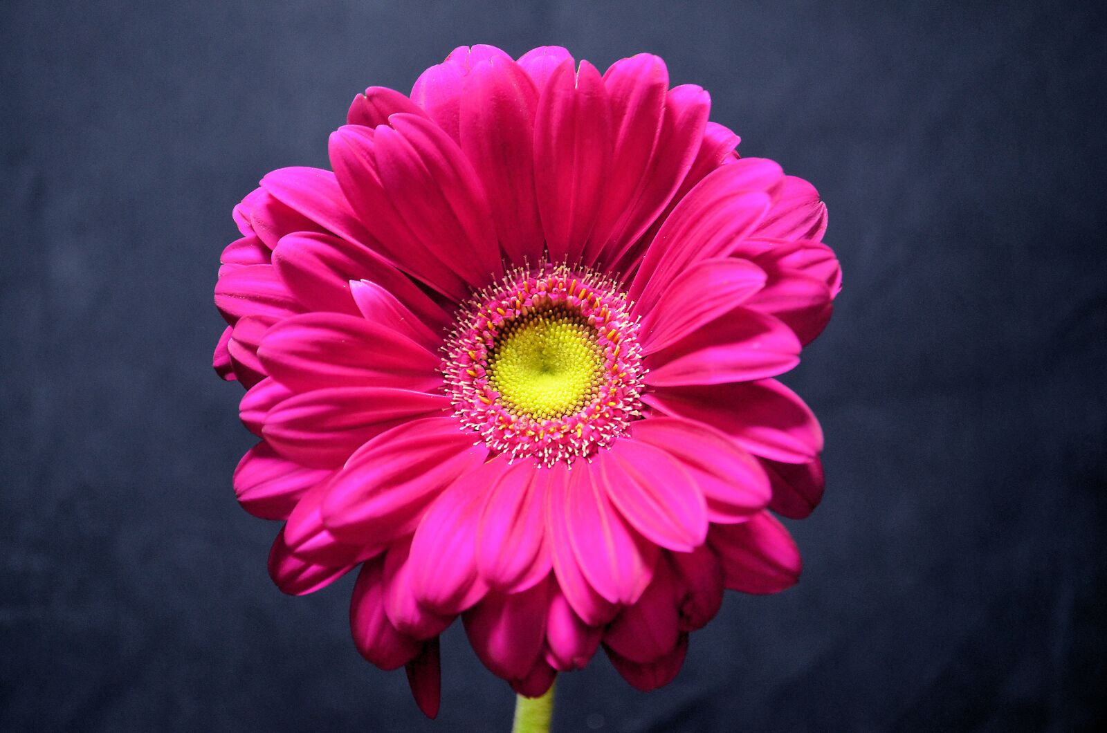 Nikon D5100 sample photo. Germini, flower, pink photography
