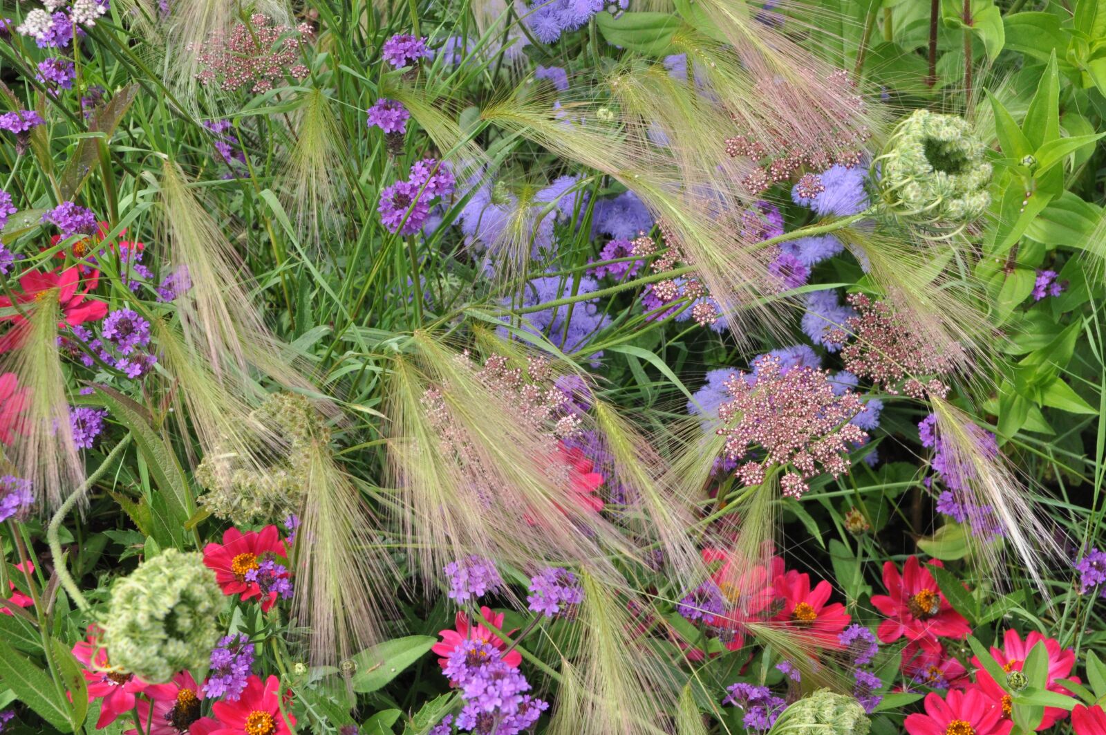 Nikon D5000 sample photo. Bed, flowers, cottage garden photography