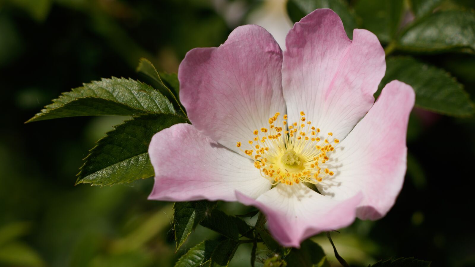 Canon EF-S 18-135mm F3.5-5.6 IS USM sample photo. Wild rose, nature, blossom photography
