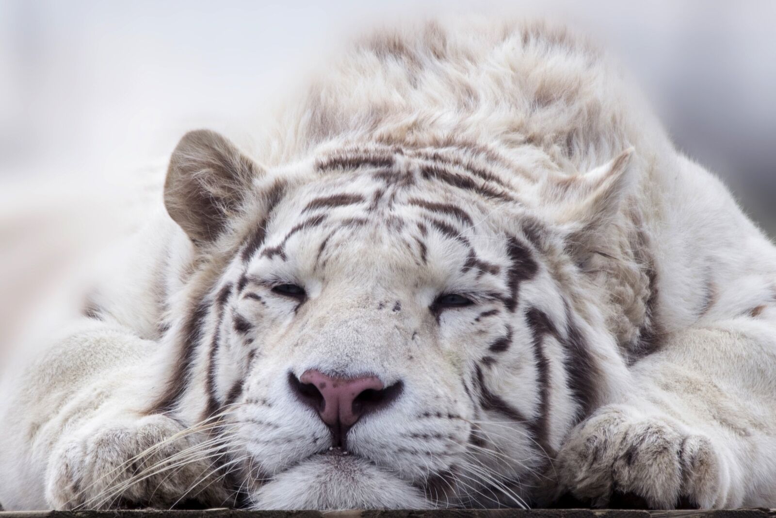 Canon EOS 7D Mark II sample photo. Tiger, white, animal photography