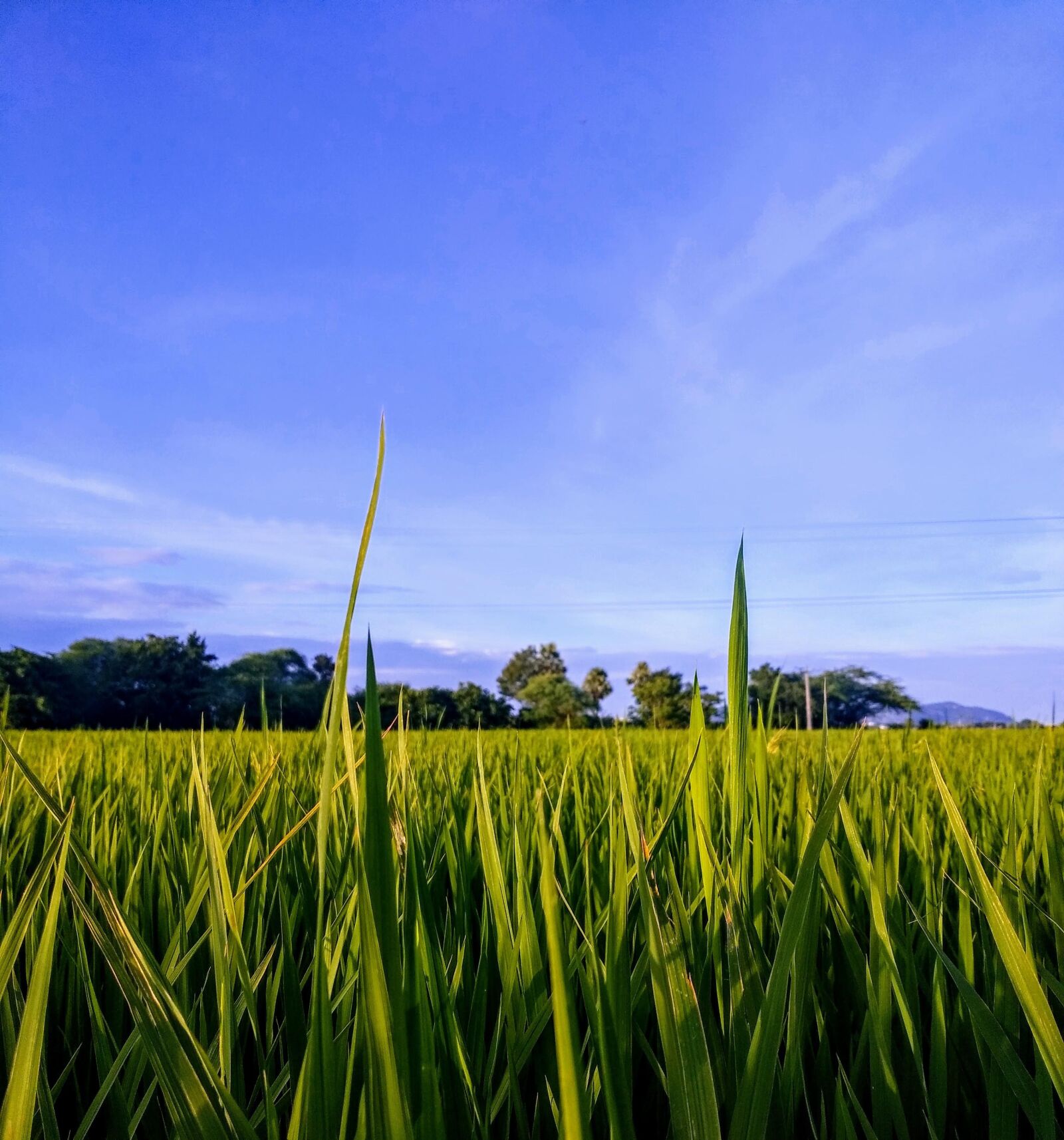 Xiaomi Redmi 8 sample photo. Nature, sky, peace photography