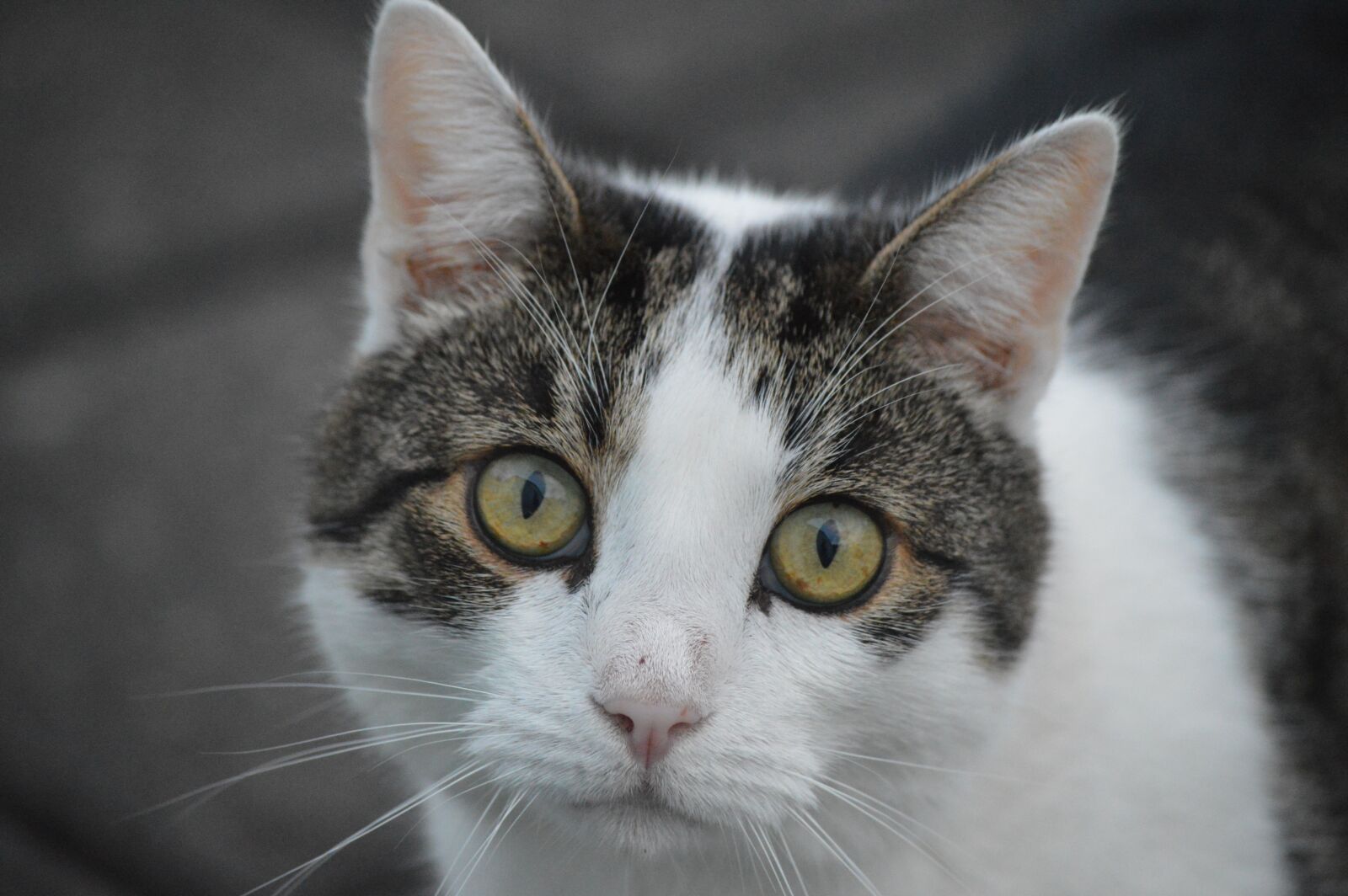 Nikon D3200 sample photo. Cat, animal, pet photography