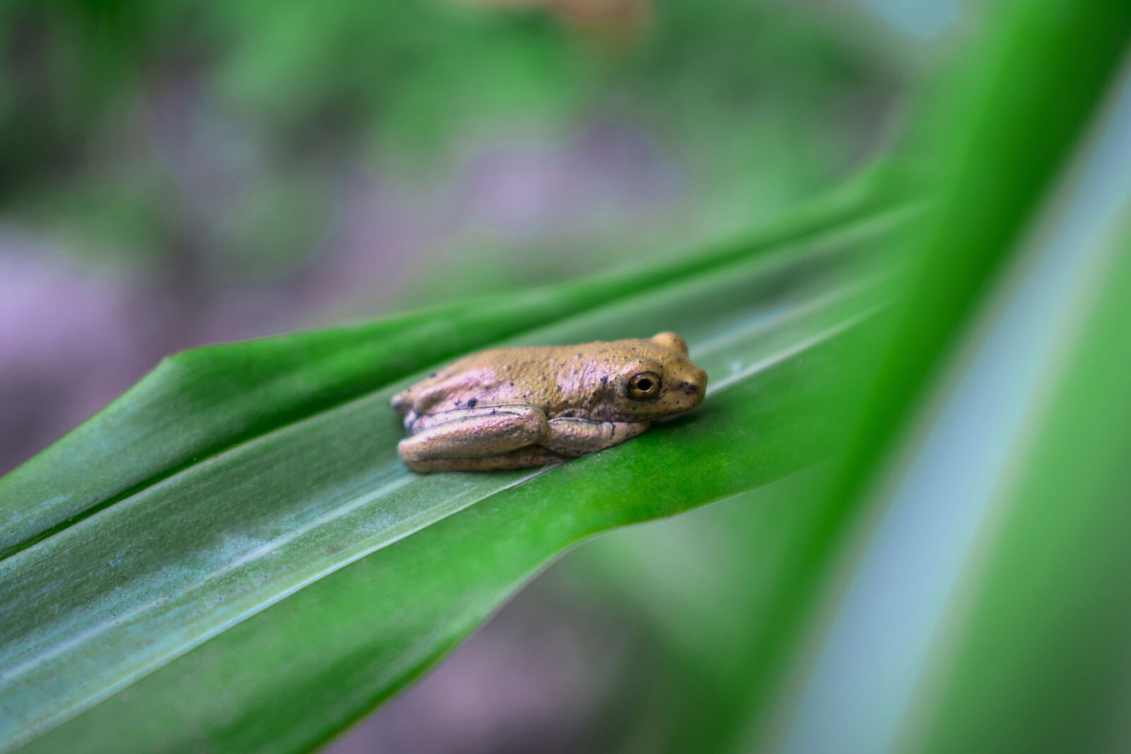 Nikon D3400 sample photo. Nature, frog, green photography