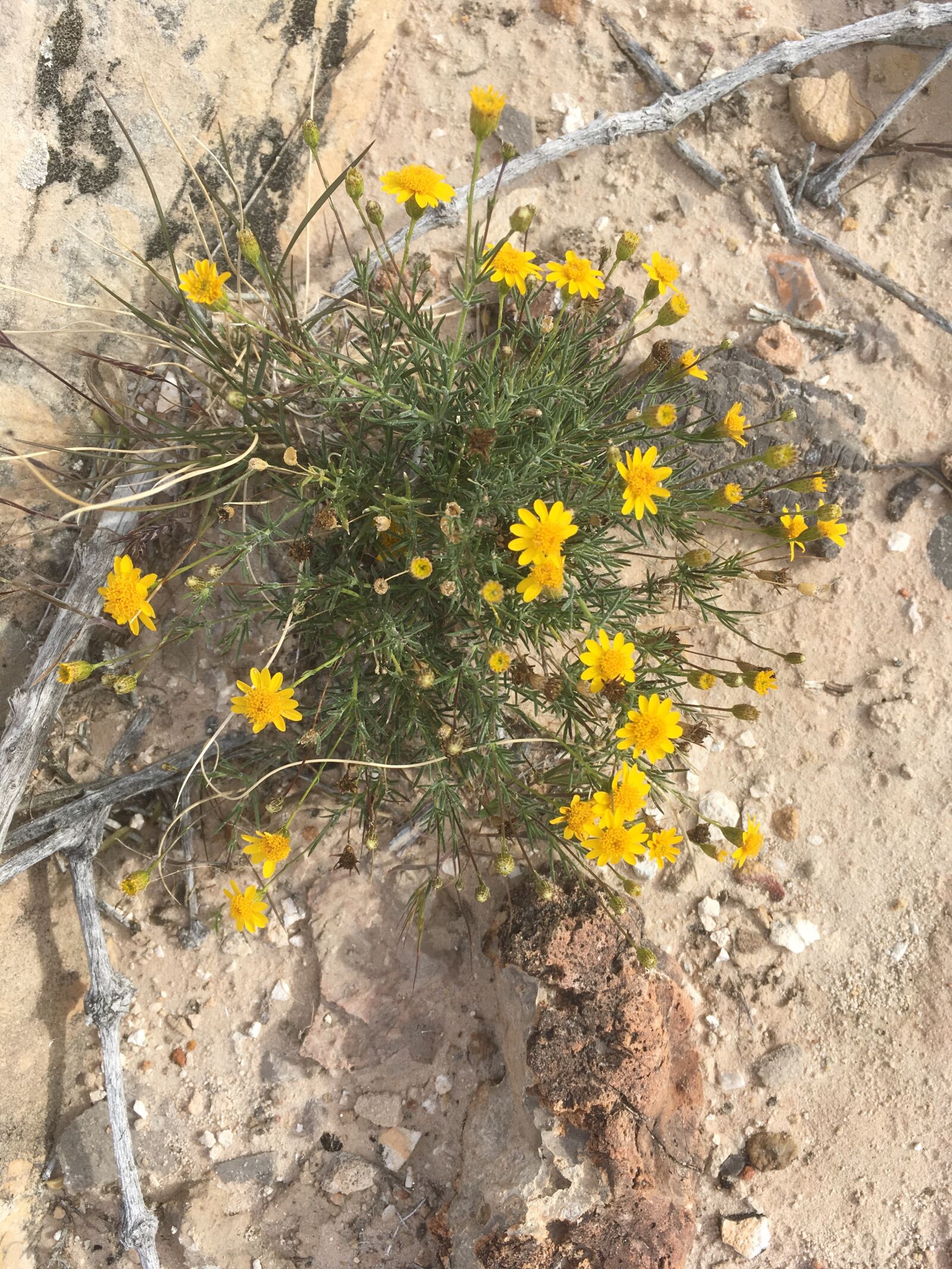 iPhone SE back camera 4.15mm f/2.2 sample photo. Desert, flower, nature photography
