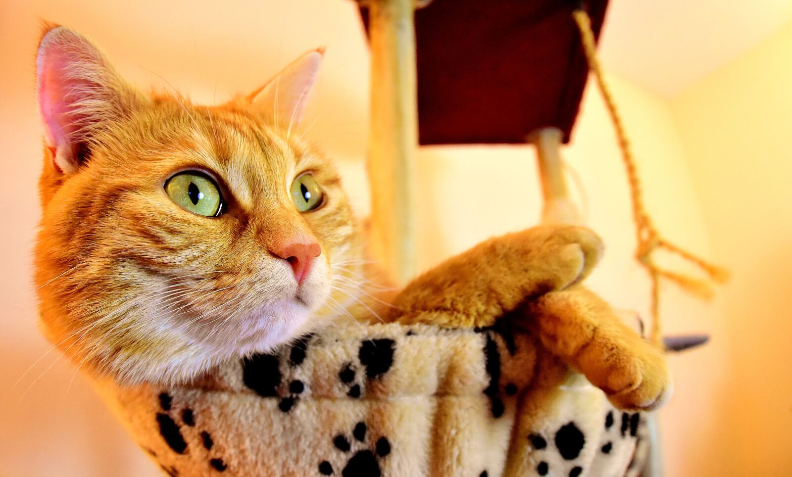 Nikon D7200 sample photo. Cat, red, cute photography